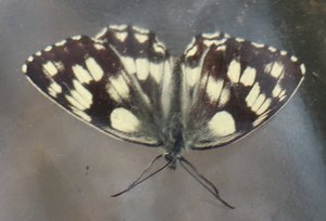 b6 IMG 4828
