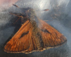b6 IMG 4841