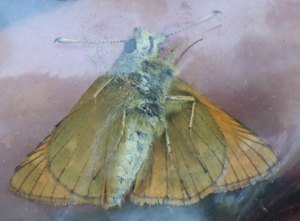 b6 IMG 4842