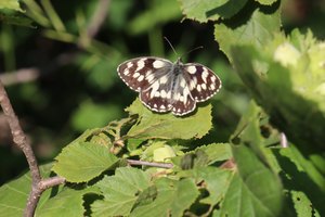 b6 IMG 4858