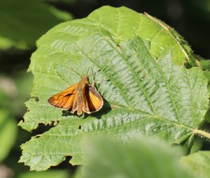 b6 IMG 4859