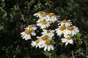 b6 IMG 4870