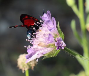 b6 IMG 4872