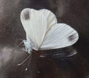 b6 IMG 4904