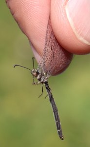 b6 IMG 4921