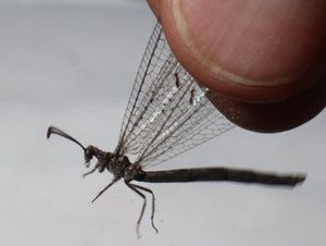 b6 IMG 4923
