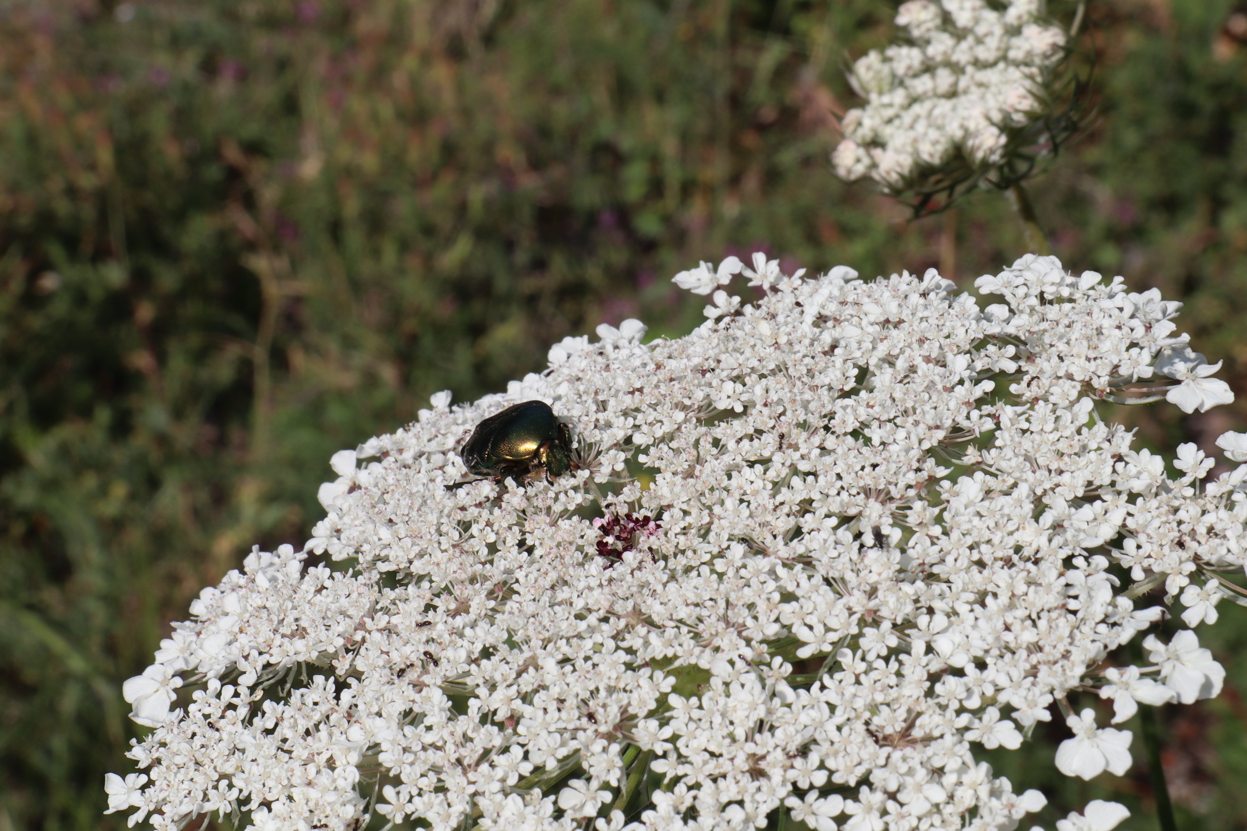 b6 IMG 4967 1