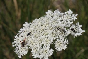 b6 IMG 4997