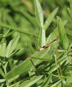 b6 IMG 5027
