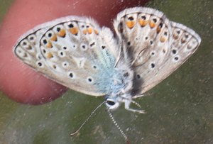 b6 IMG 5057