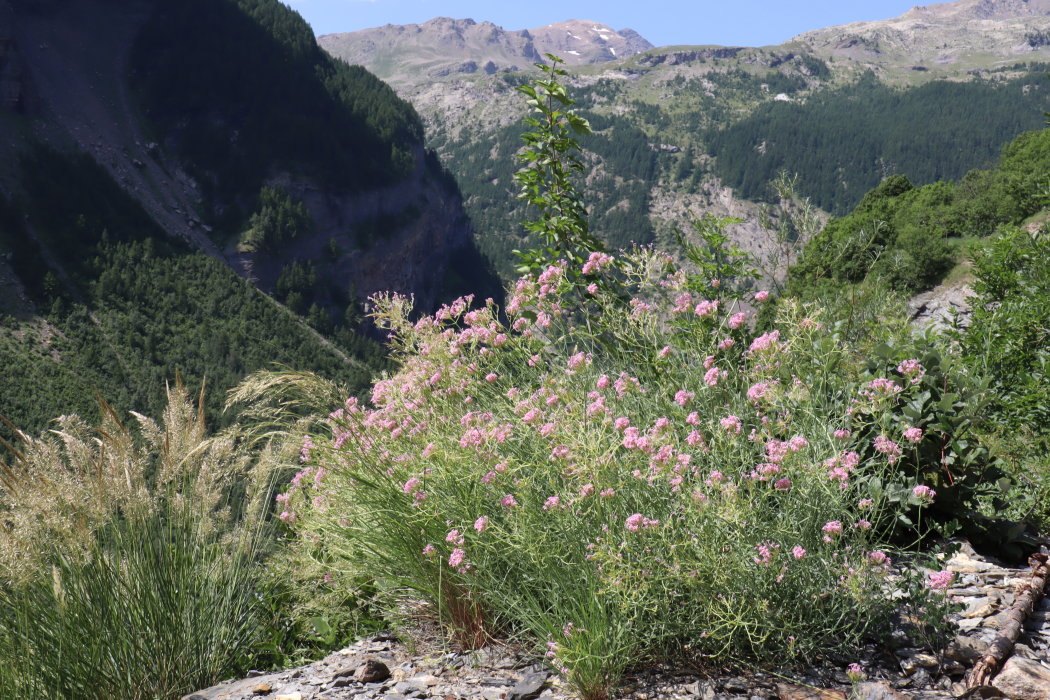 b6 IMG 5065