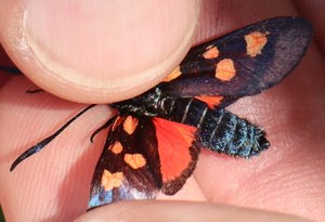 b6 IMG 5102