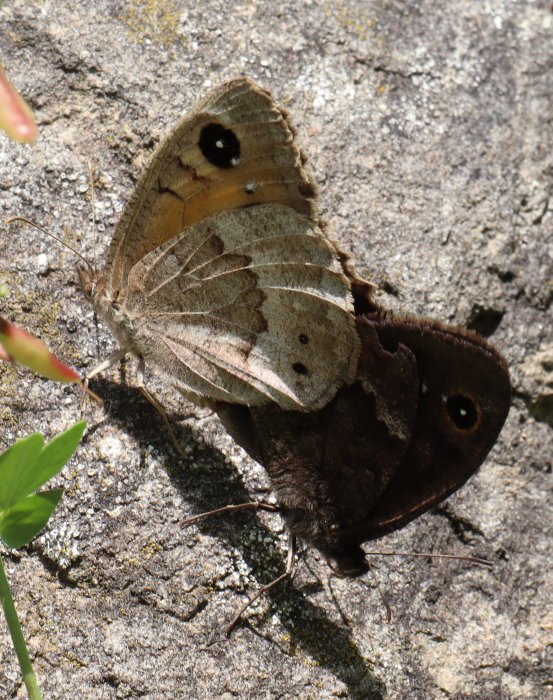 b6 IMG 5112