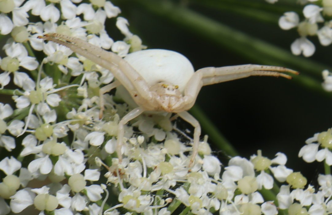 b6 IMG 5137