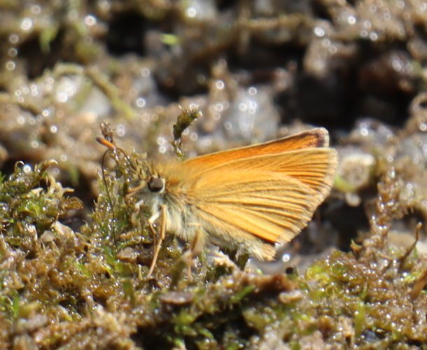 b6 IMG 5170