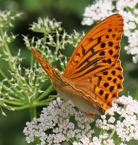 b6 IMG 5175