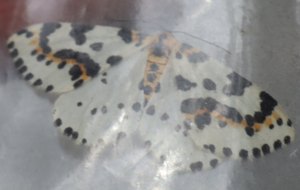 b6 IMG 5183