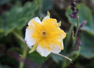 b7 IMG 5266