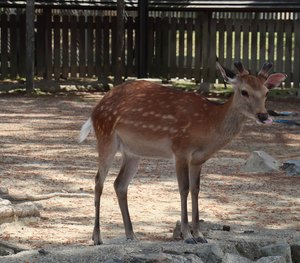 a2IMG 0661 1