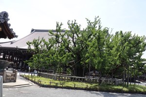 a2IMG 0934