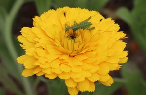 a3IMG 0567