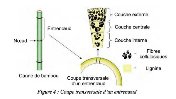 coupe entrenoeud