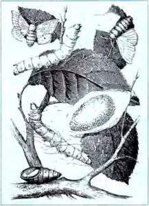 sericiculture