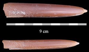 Belemnitella americana rs