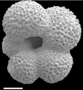 globigerina
