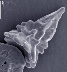 sphenolithus heteromorphus