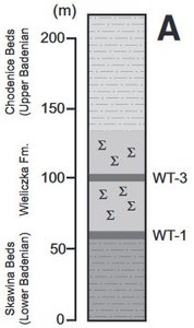 stratigraphie w