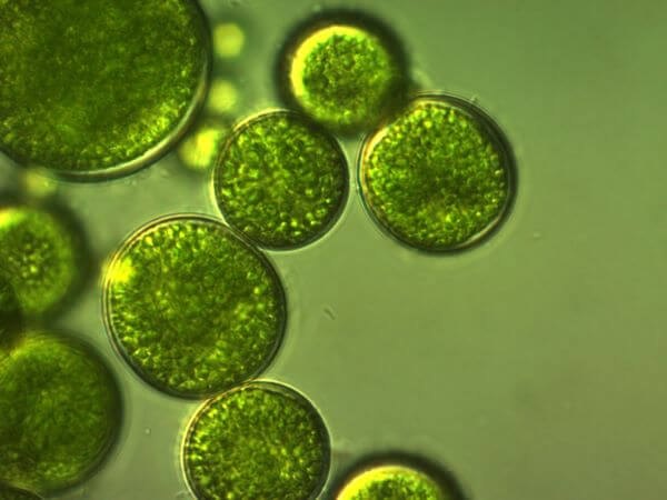 Algae