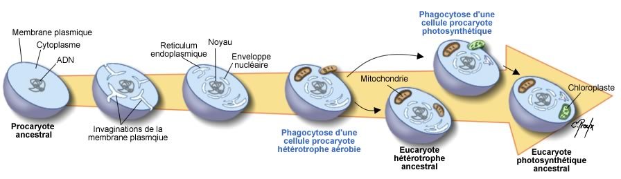 Evolution Eucaryotes