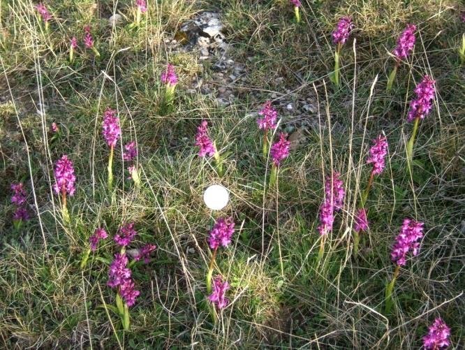 Experimentation de la pollinisation de lorchis male par ajout de leurre visuel