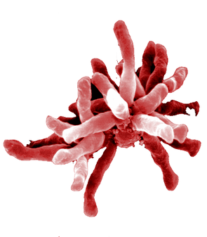 R. palustric bacteria