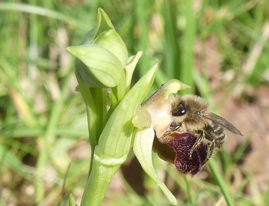 aP1090446 2