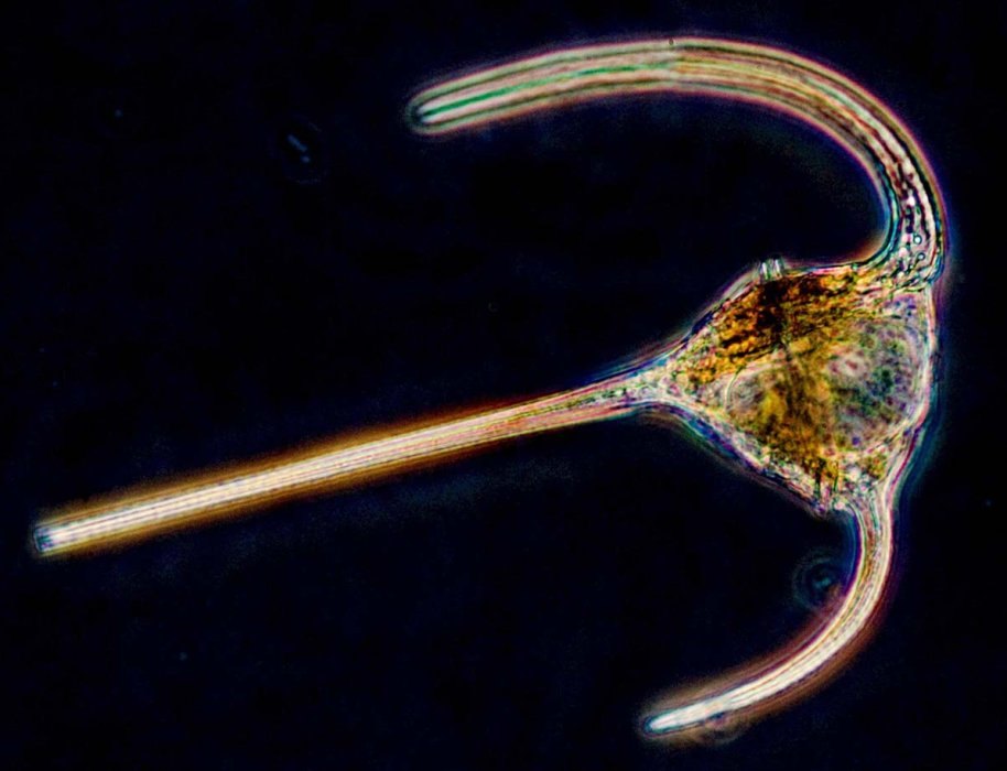 dinoflagellate tripos Ceratium 1