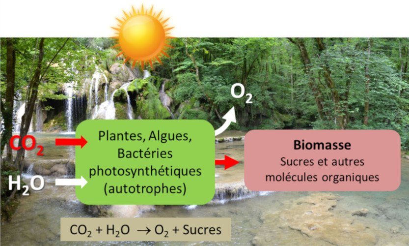 photosynthese fig1 schema
