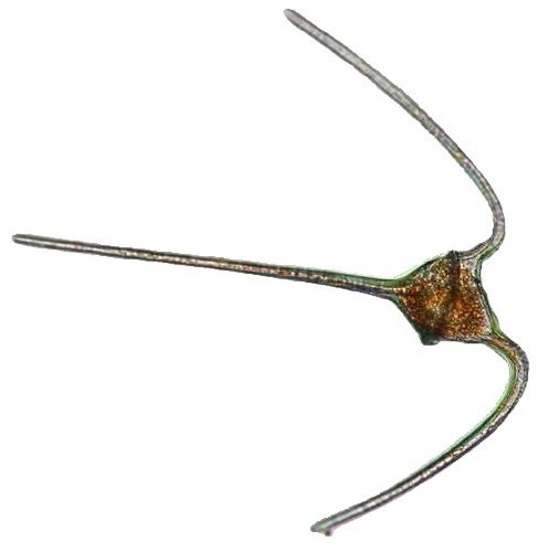 Ceratium sp umitunoobimusi 2 1