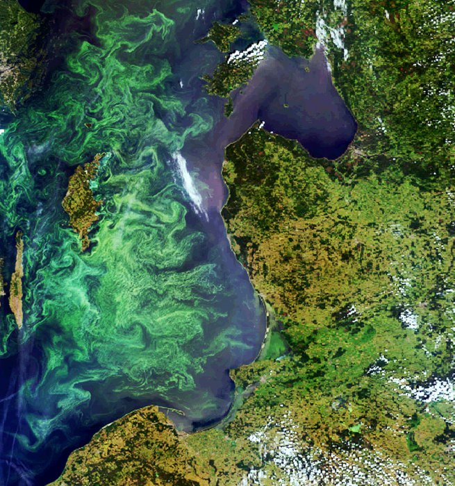 Envisat image of a phytoplankton bloom in the Baltic Sea pillars