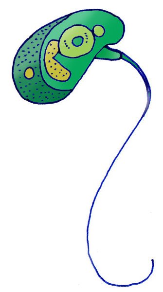 Esquema Micromonas pusilla