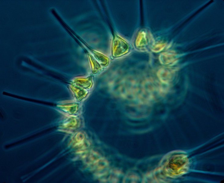 Phytoplankton the foundation of the oceanic food chain 1