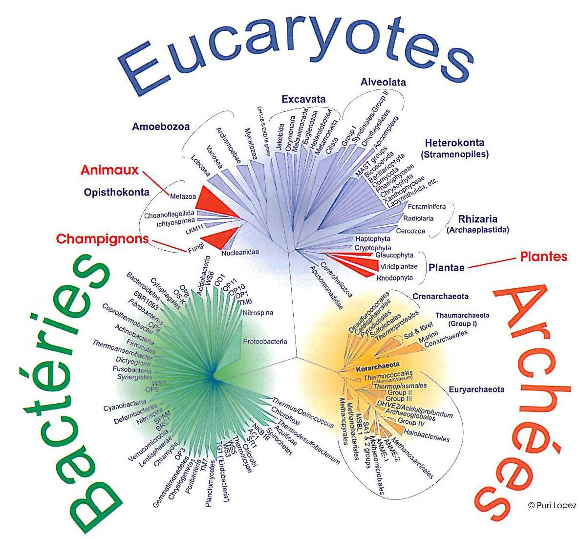 arbre phylogenetique