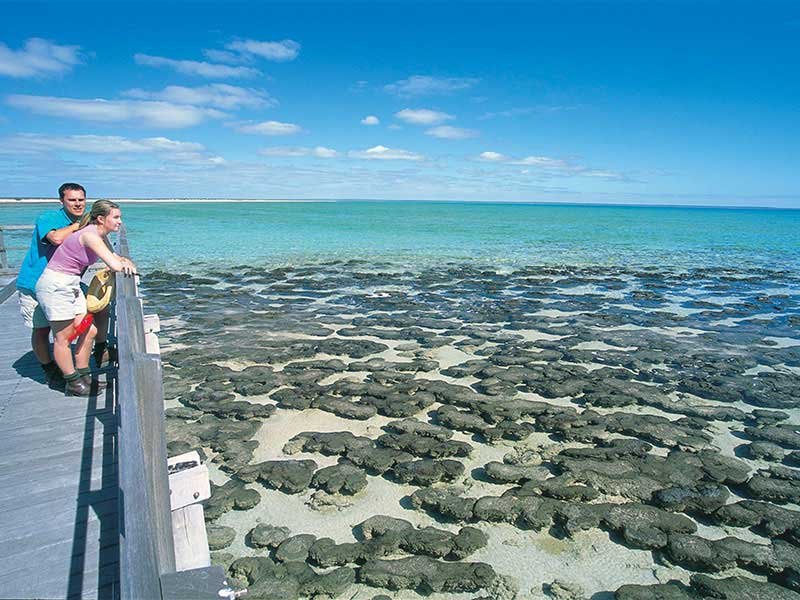 australie western australia shark bay wula gura nyinda eco adventure stomatolites at hamelin pool 001875 786