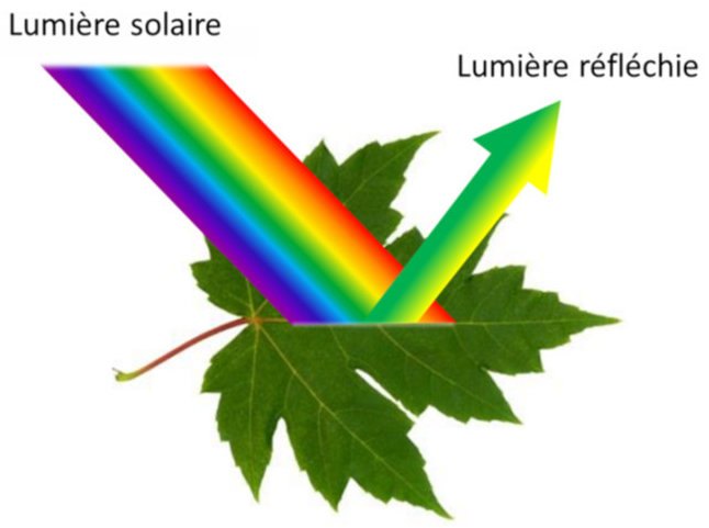 photosynthese fig5 longueur ondes lumiere 1