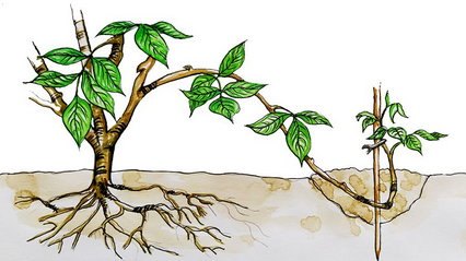 plante marcottage