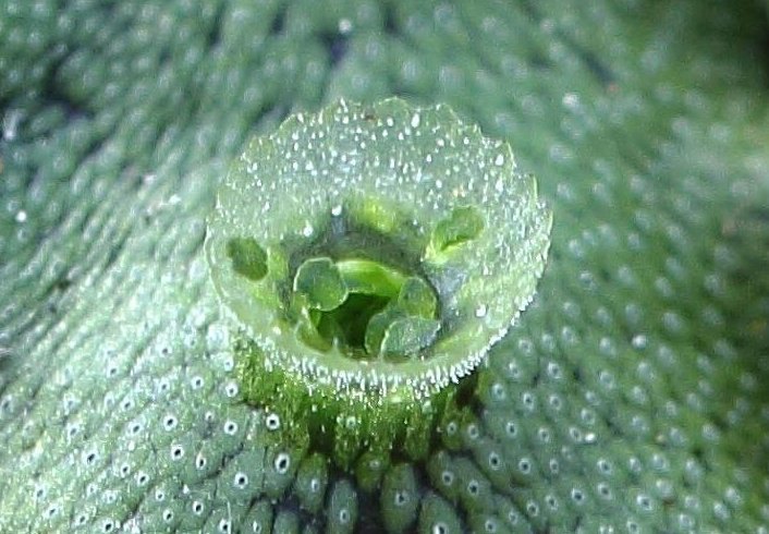 plante thalle multiplication vegetative marchantia polymorpha