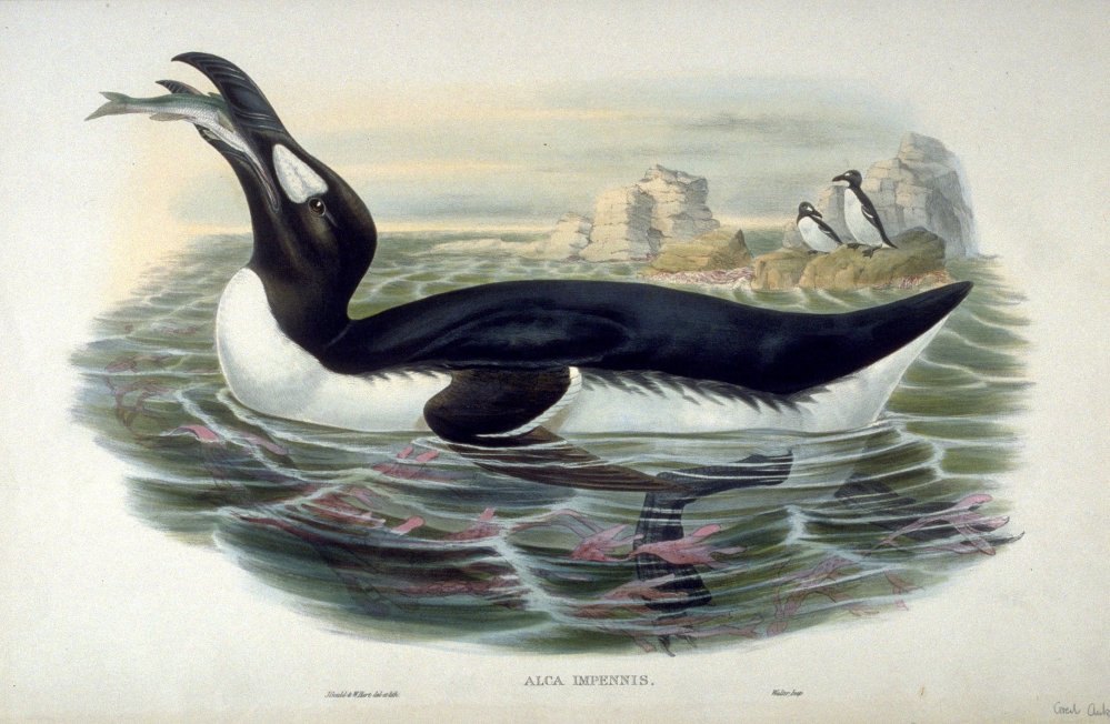 Alca Impennis by John Gould