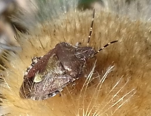 a20220914 114254 Dolycoris baccarum