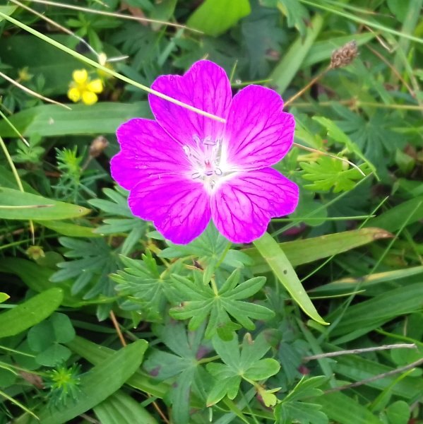 a20220914 115411 geranium sanguineum